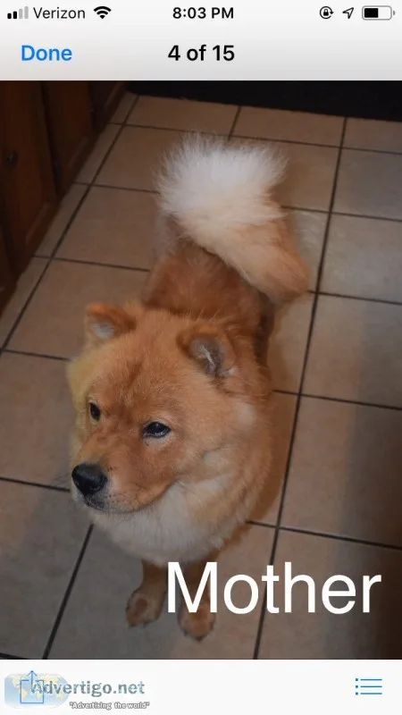 Chow puppies