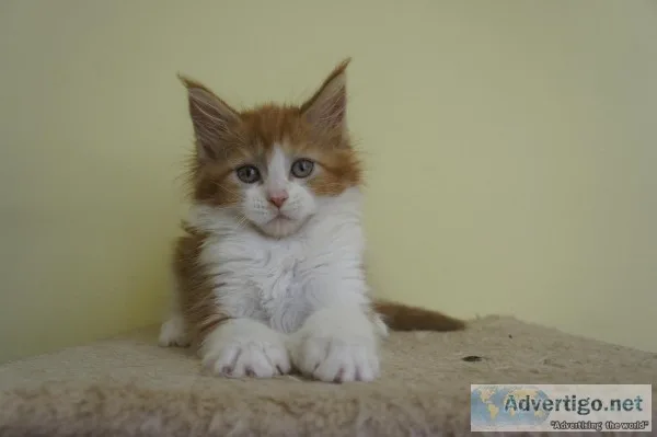 Maine c--n kittens ready for new homes