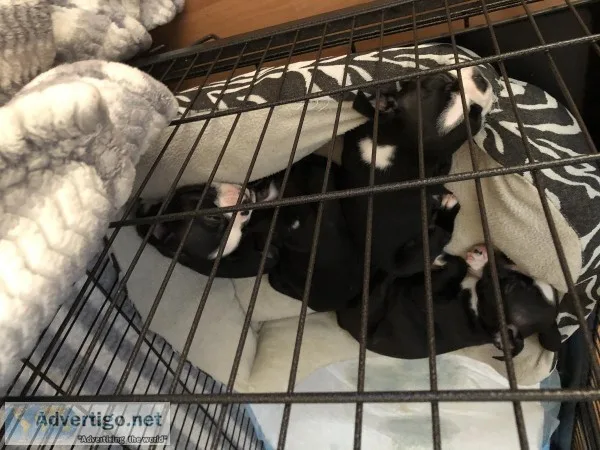 Boston terrier