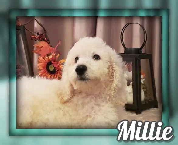 Millie Female Standard Poodle