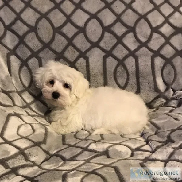 Male Maltese Puppies
