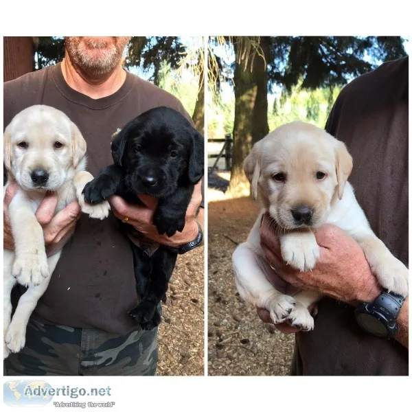 AKC Lab Puppies