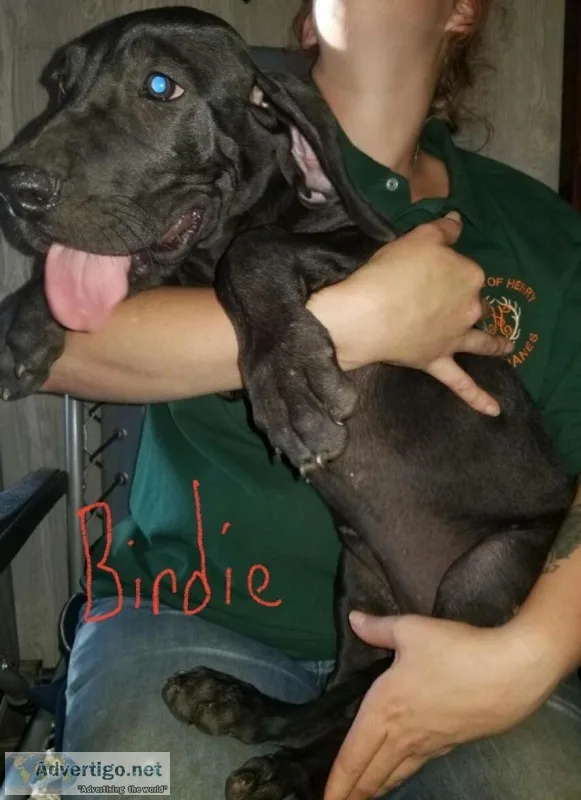 75% European Great Dane puppies