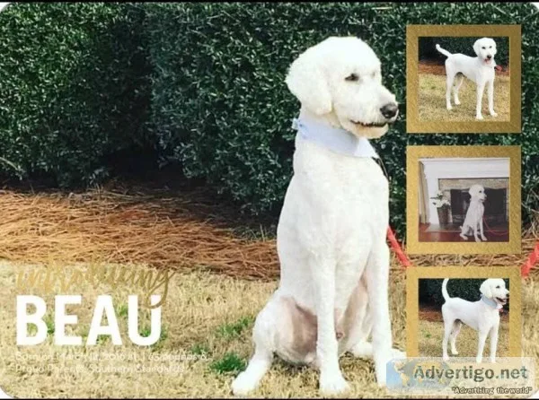 Standard Poodle For Stud