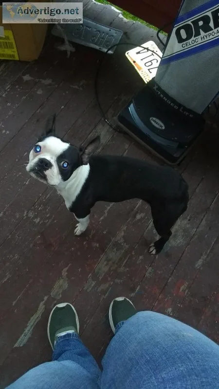 Boston terrier