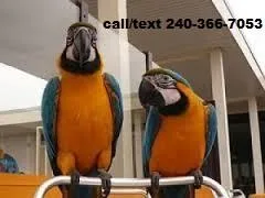 Talking Pair of macaw parrots