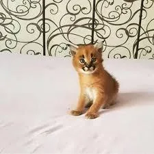 Caracal Kittens for sale Savannah Kittens for saleServal Kittens