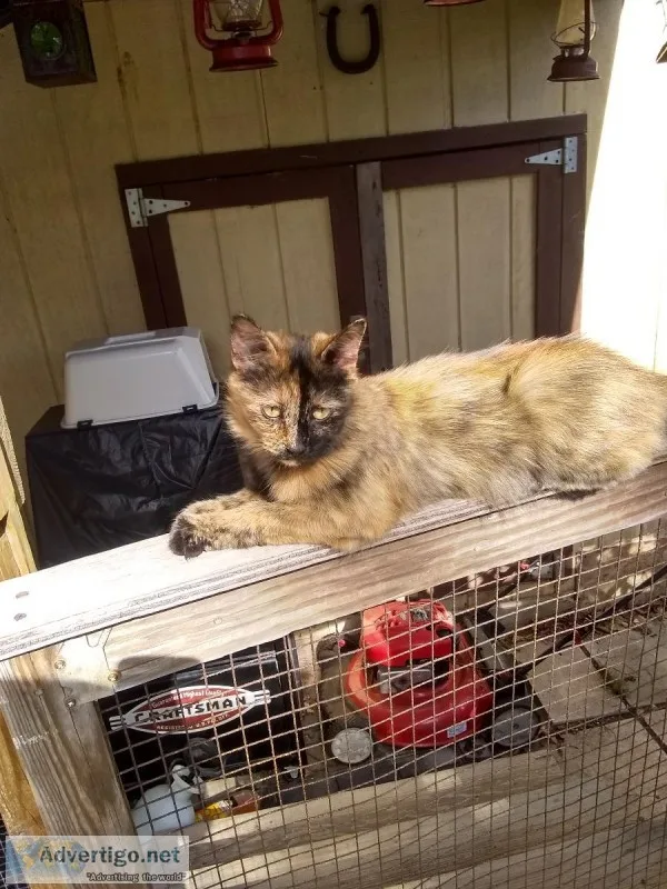 Tortoiseshell kitten