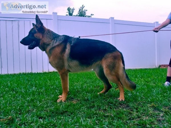 german shepperd