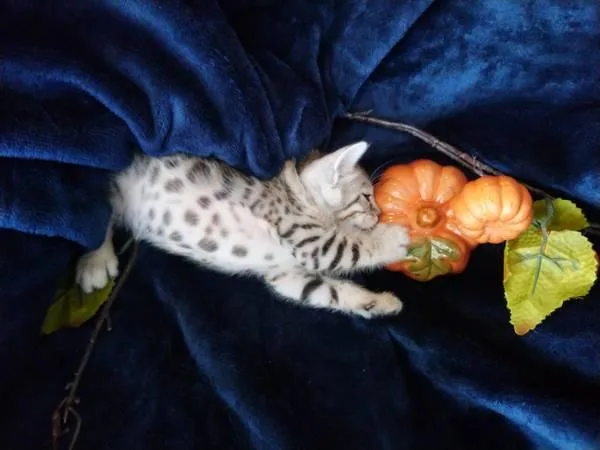 Bengal kittens