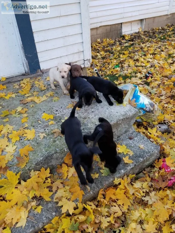 Black lab chocolate lab border collie mix