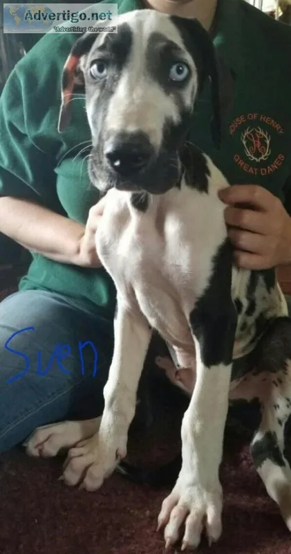 Akc great dane pups