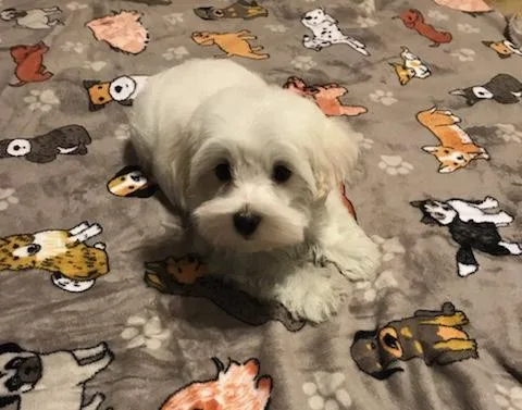 Male Maltese Puppies