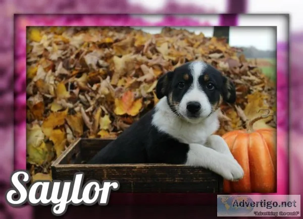 Saylor Female Australian Cur Mix