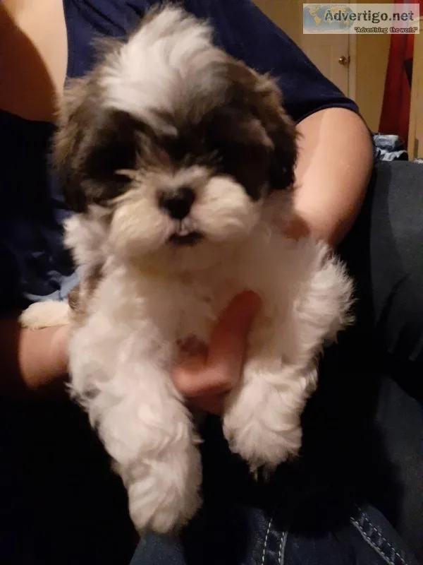 Shih Tzu Puppy