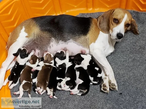 AKC BEAGLE PUPPIES TRI-COLORED