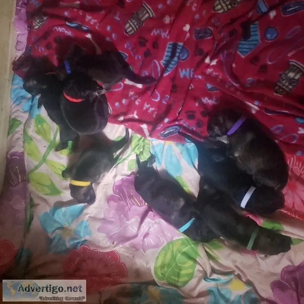 Akc German shepherd  puppies