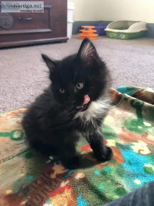 Kittens and Cats