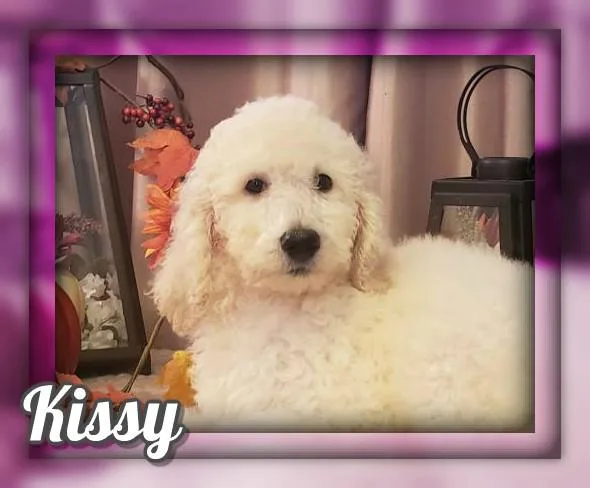 Kissy Female Standard Poodle