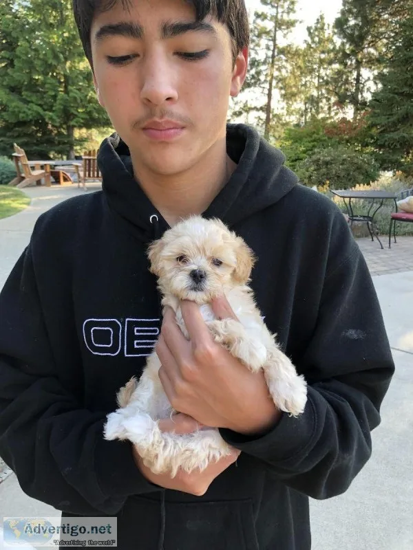 Small Puppies