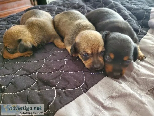 Chiweenie puppies for sale