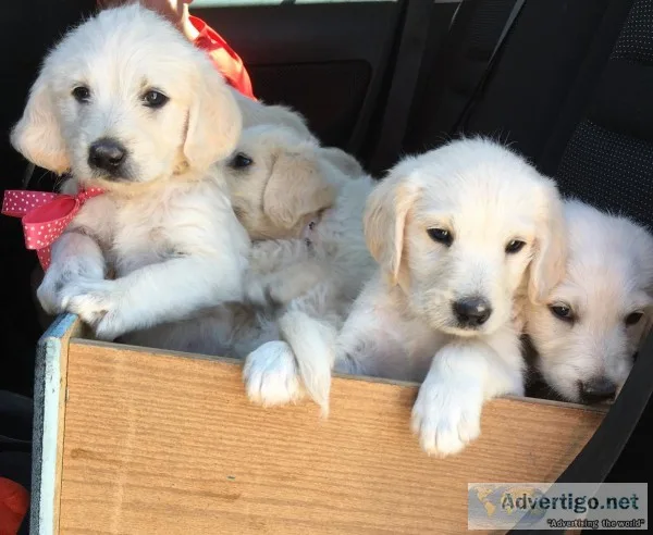 Labradoodles- Standard size Male and female
