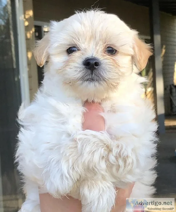 Small Dogs