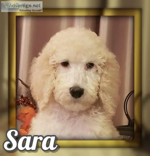 Sara Female Standard Poodle