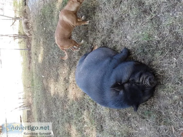 Potbellywild pig