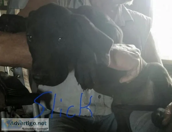 Akc Great Dane Puppies 75% European