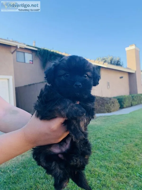 Puppy