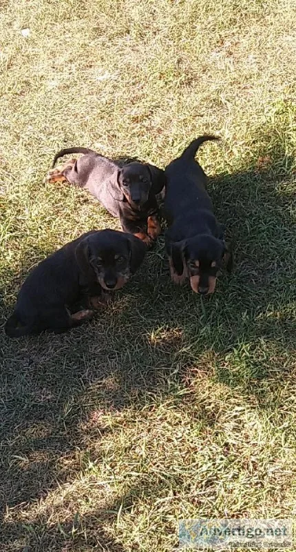Mini daschounds