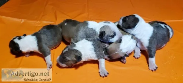Akc Registered Bull Terrier pups
