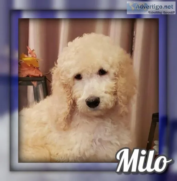 Milo Male Standard Poodle