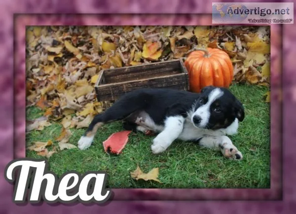 Thea Female Australian Cur Mix