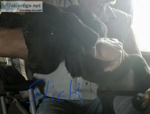 Akc reg.great dane puppies
