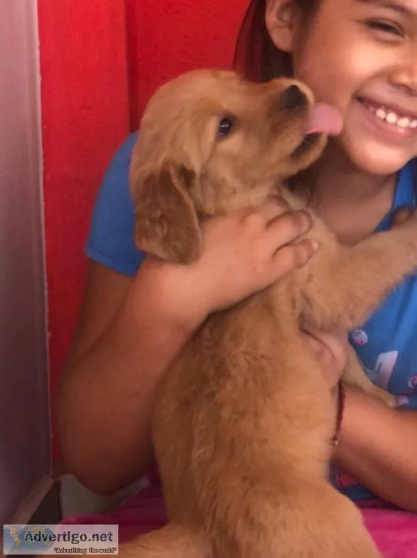Golden Retriever Puppys