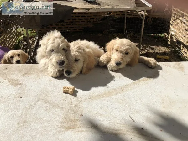 ADORABLE GOLDENDOODLE PUPS