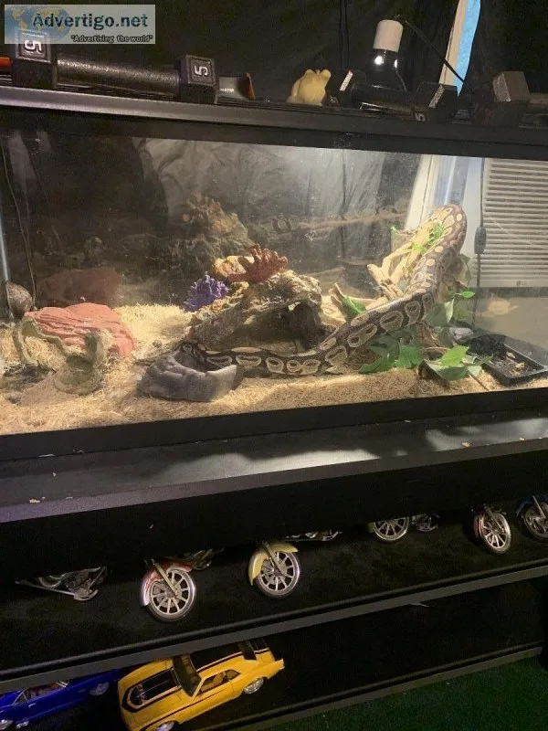 4 12 foot python