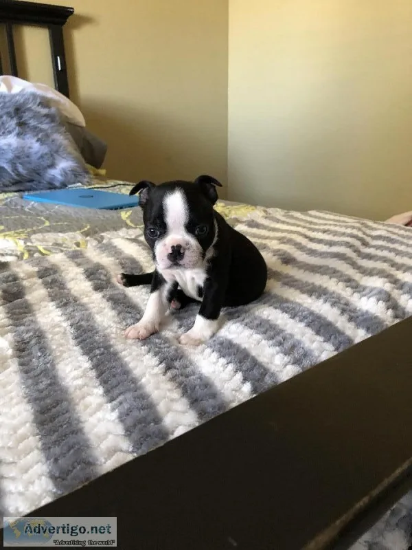 Boston terrier puppies