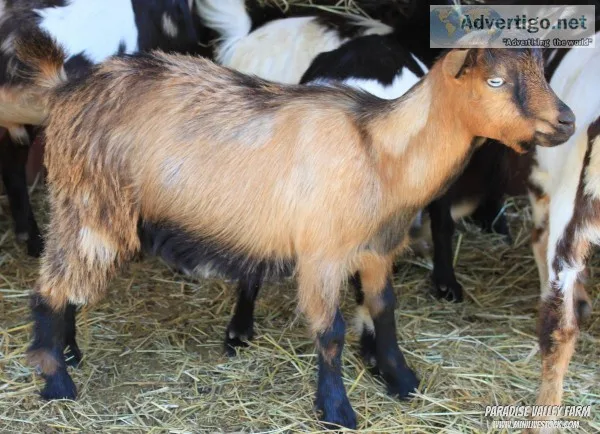 Mini Goats- Different Breeds