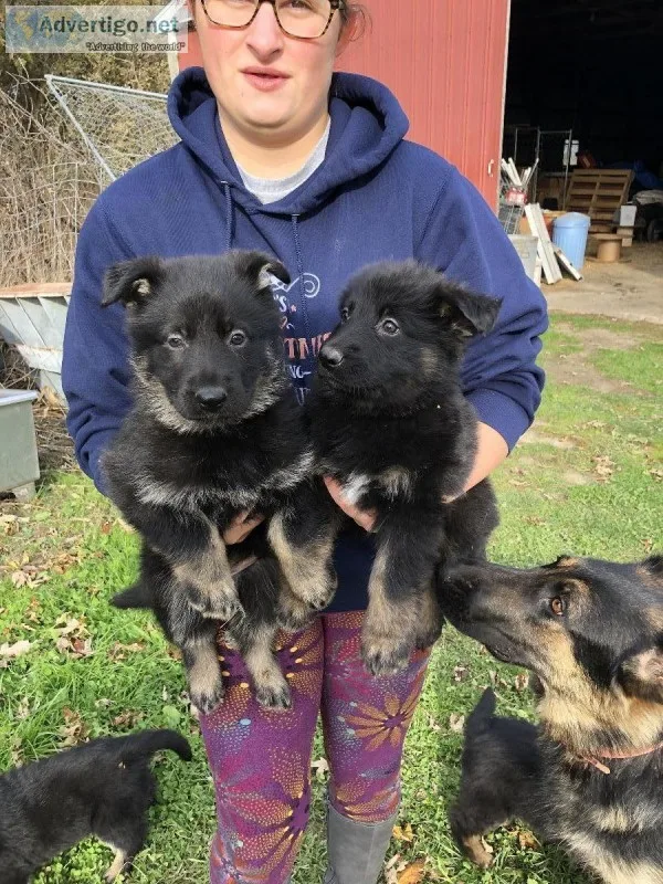 German Shepherd puppies