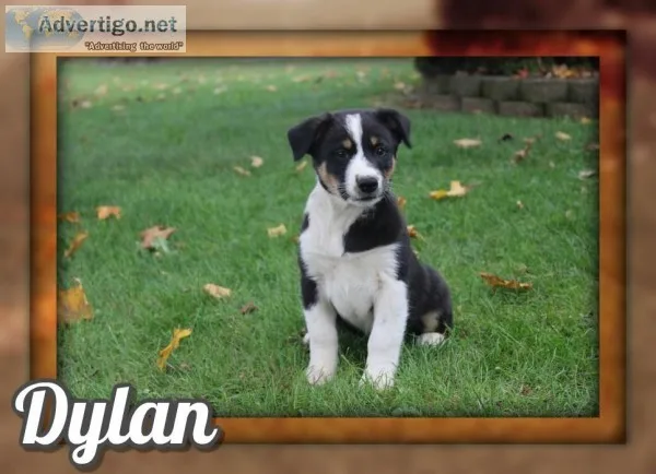 Dylan Male Australian Cur Mix