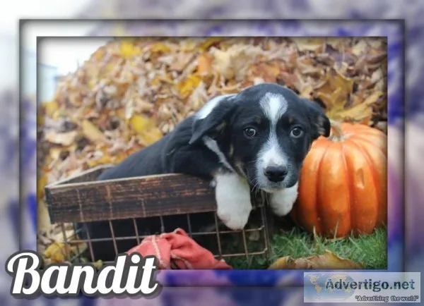 Bandit Male Australian Cur Mix