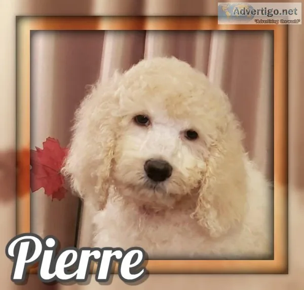 Pierre Male Standard Poodle