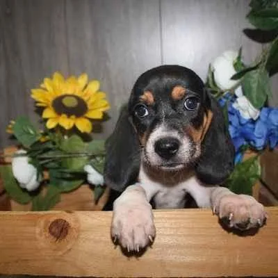 Beagle Puppies