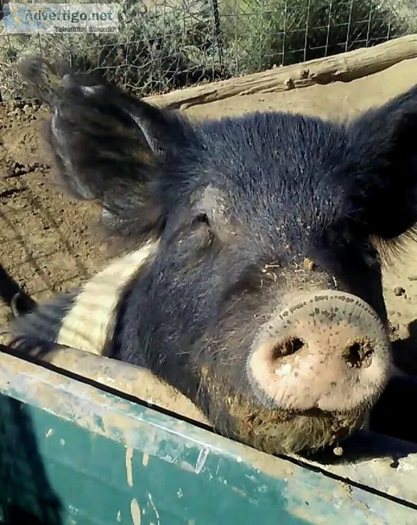 Pigs 4 sale