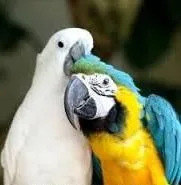 Male Blue and Gold Macaws With Cockertoo and Cage