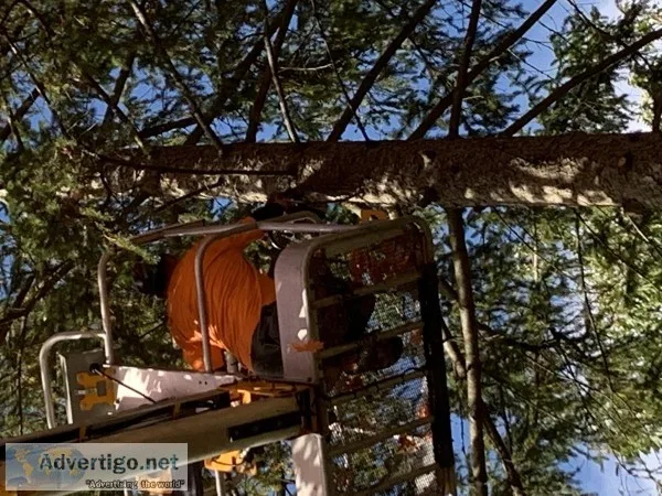 TREE CUTTING