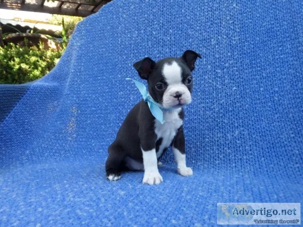 Sweet Boston Terrier Puppies